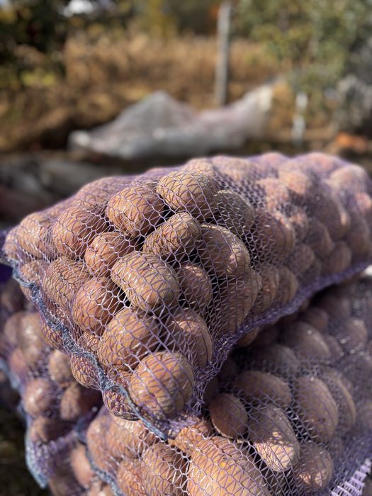 Продам картоплю белла роса та княгиння