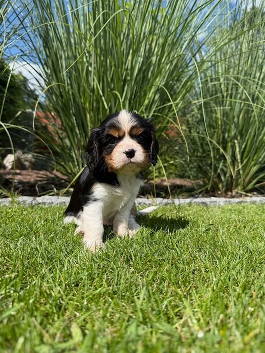 Cavalier King Charles Spaniel- piesek