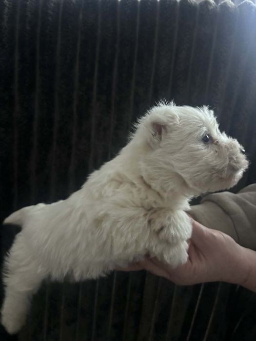 Cudowny Piesek West Highland White Terrier Gotowy Do Odbioru!