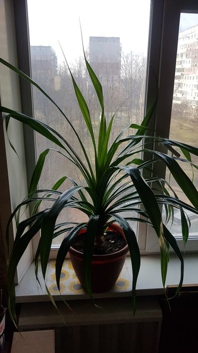 Пальма панданус.