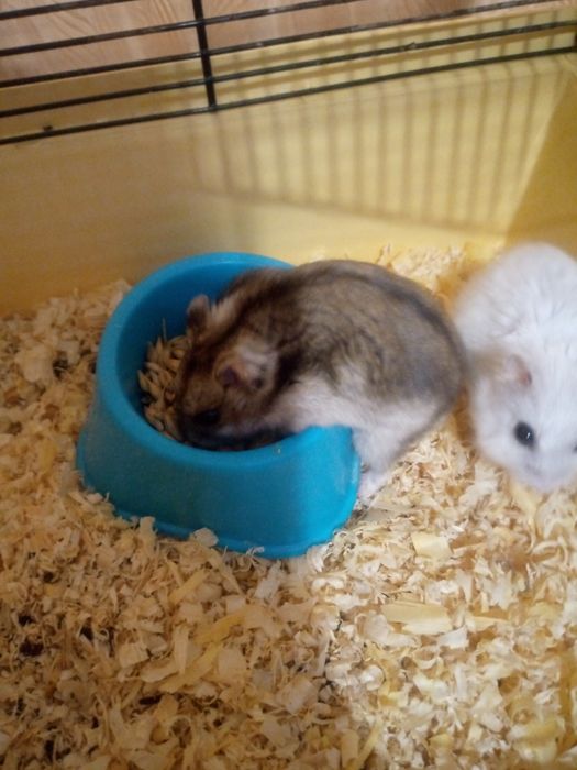 Хомячки Кременчуг