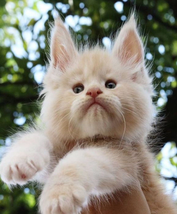 Шикарные котята Мейнкун