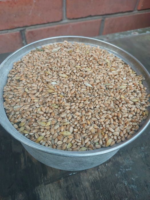 Продам яру пшеницю