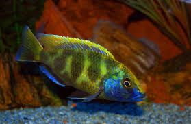 Nimbochromis venustus-pyszczak wspanialy f2