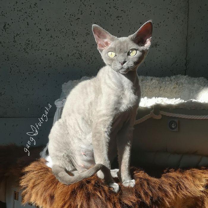 Dorosła kotka Devon Rex