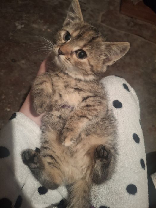 2 красуні шукають дім