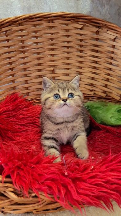 Идеален для деток мальчик