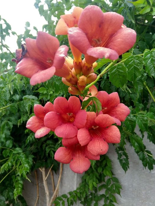 Туя смарагд, ялівець, барбарис, гібіскус, хакуро, кампсис