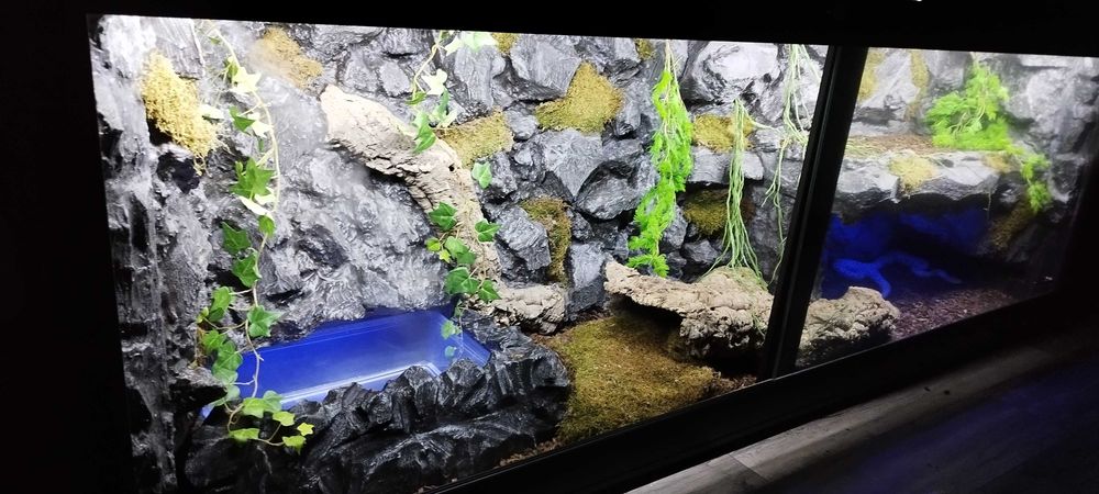 Terrarium dla pytona królewskiego 100x50x50