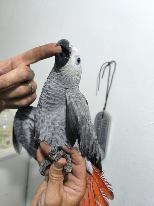 Papagaio Cinzento e vários Loris