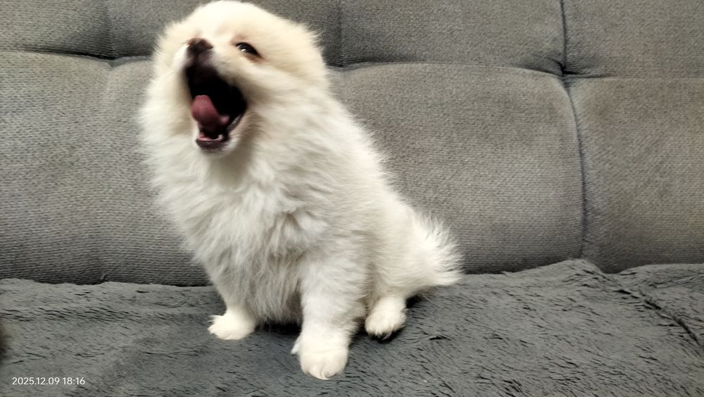 Szpic miniaturowy piesek REZERWACJA