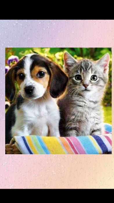 Haft diamentowy mozaika, pies i kot 5D