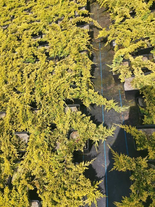 10x Złoty Jałowiec Płożący Golden Carpet 4 letni