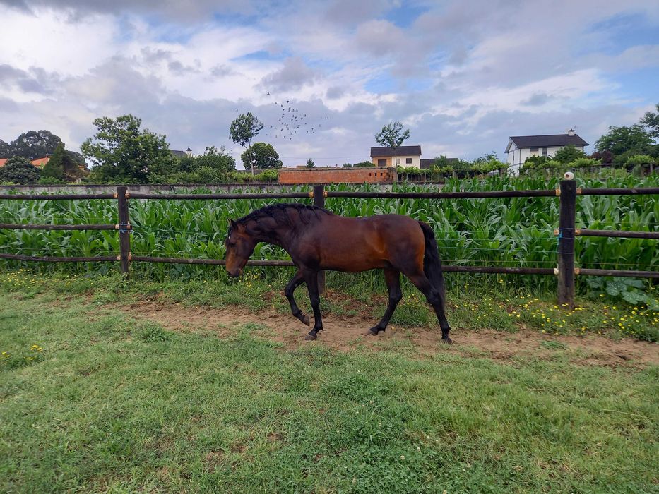 lusitano muito Tipico