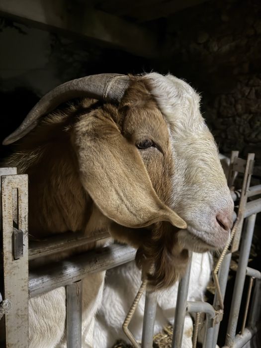Cabrito Boer Puro Reprodutor