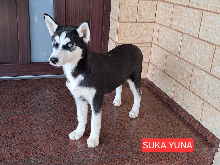 Husky Syberyjski