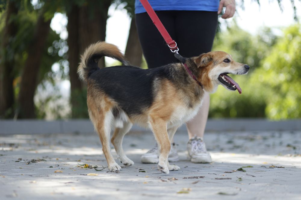 Mały pies 15 kg | Dla aktywnej osoby lub pary