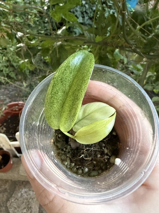 Philodendron Florida Ghost