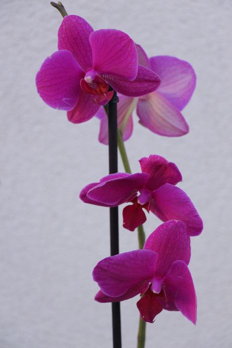 Орхідея фаленопсис темно-малинова