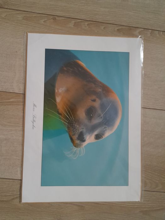 Kartka pocztowa/ plakat Foka