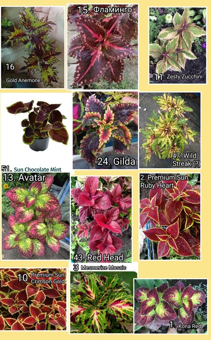 Колеусы 40 сортов! Молодые растения