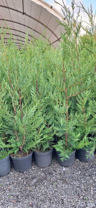 Cupressus Leylandii 150cm