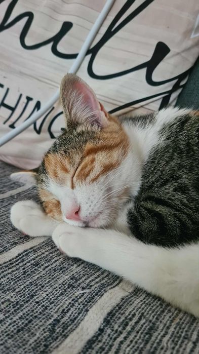 Sheba- gatinha jovem para adoção responsável