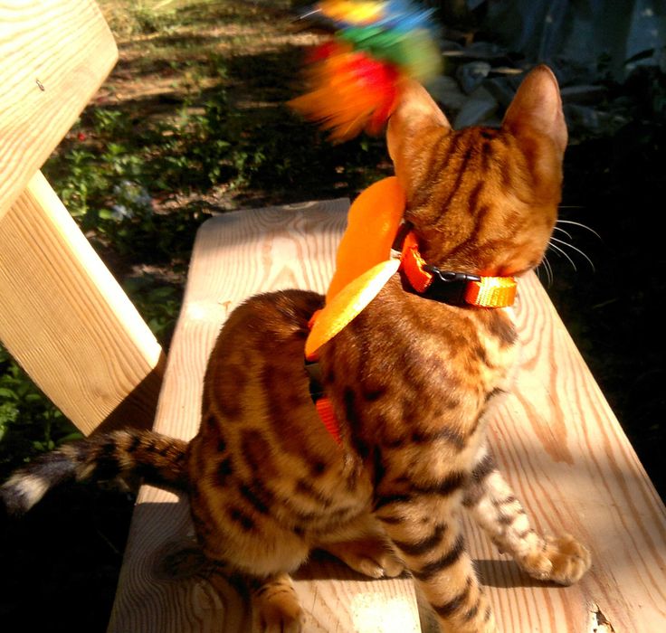 Яскраві бенгалочки в червоному. Документи WCF