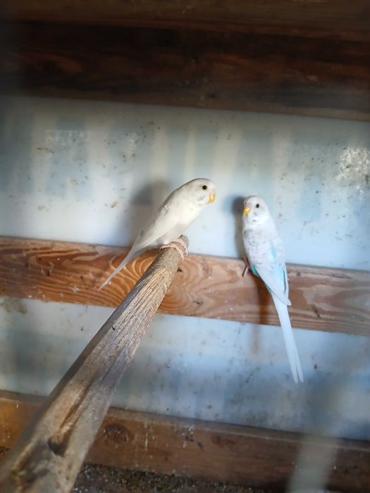 Casal de piriquitos australianos