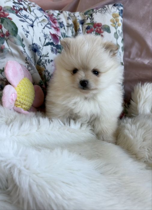 Puchate suczki Szpic miniaturowy Pomeranian