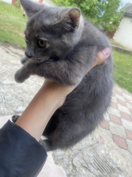 Віддаю котика добрі руки