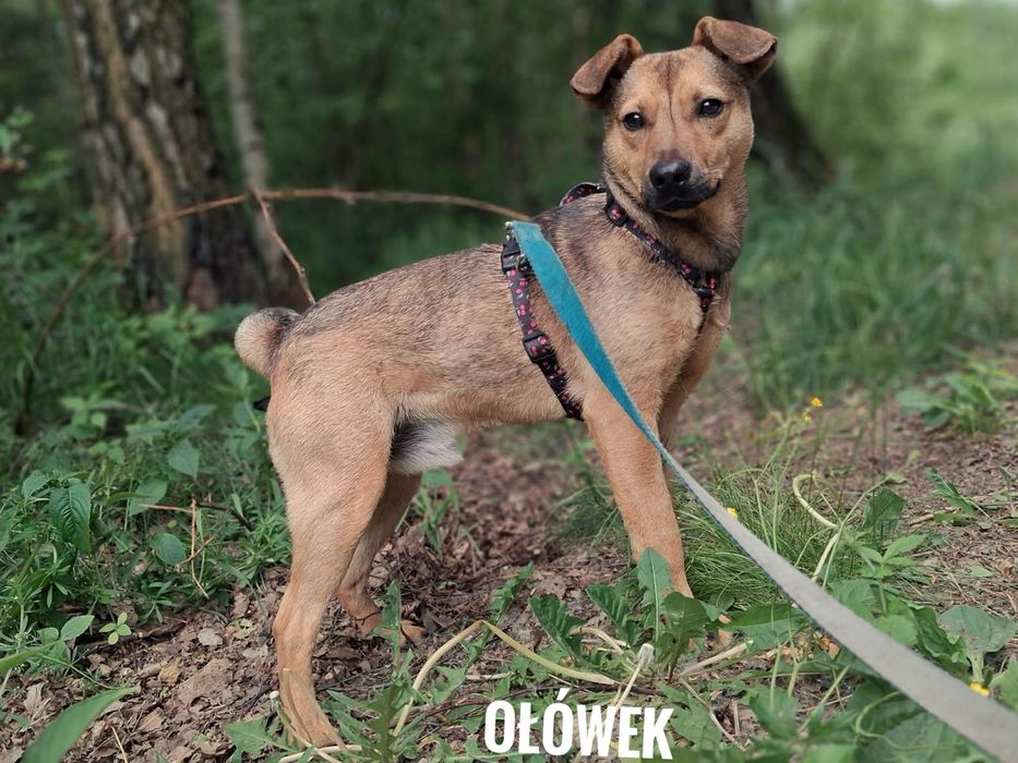 Wesoły, 1,5 roczny Ołówek adopcja