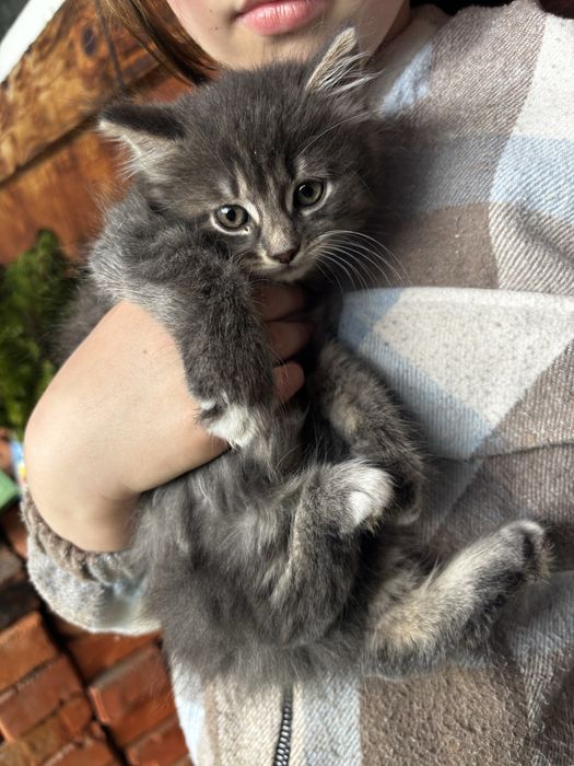 Кошеня безкоштовно