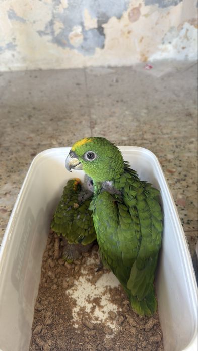 Papagaios Amazonas e catatua branca