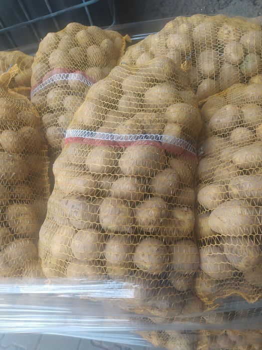 Ziemniak odmiana Gala.