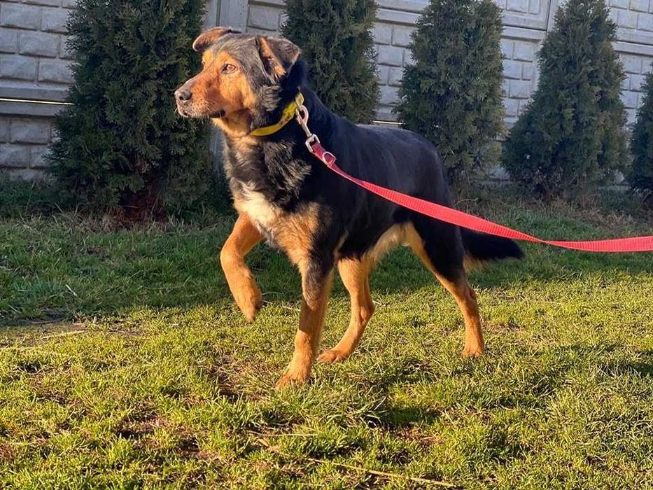 Miko - średni pies szuka domku z ogrodem