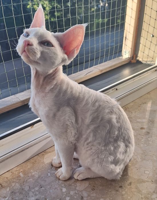 Devon rex kocurek gotowy do nowego domku