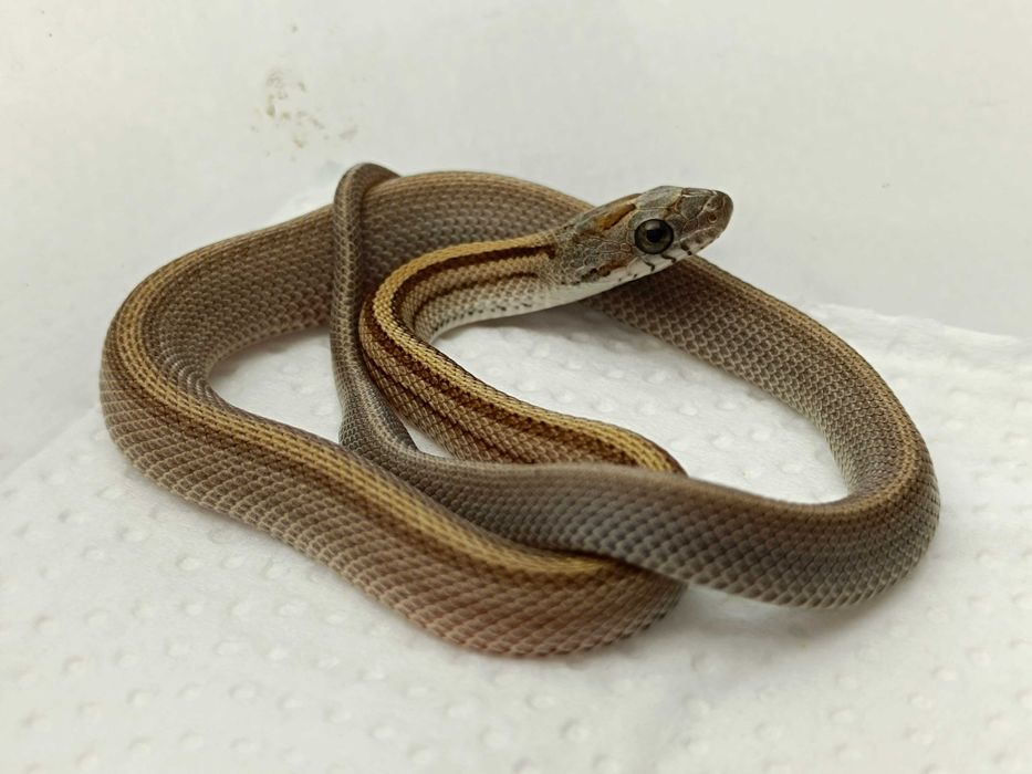 Wąż zbożowy / Samiec / Odmiana:  Caramel Stripe Tessera poss Buf het sunkissed, amel ph. 50% lavender / ID: D10