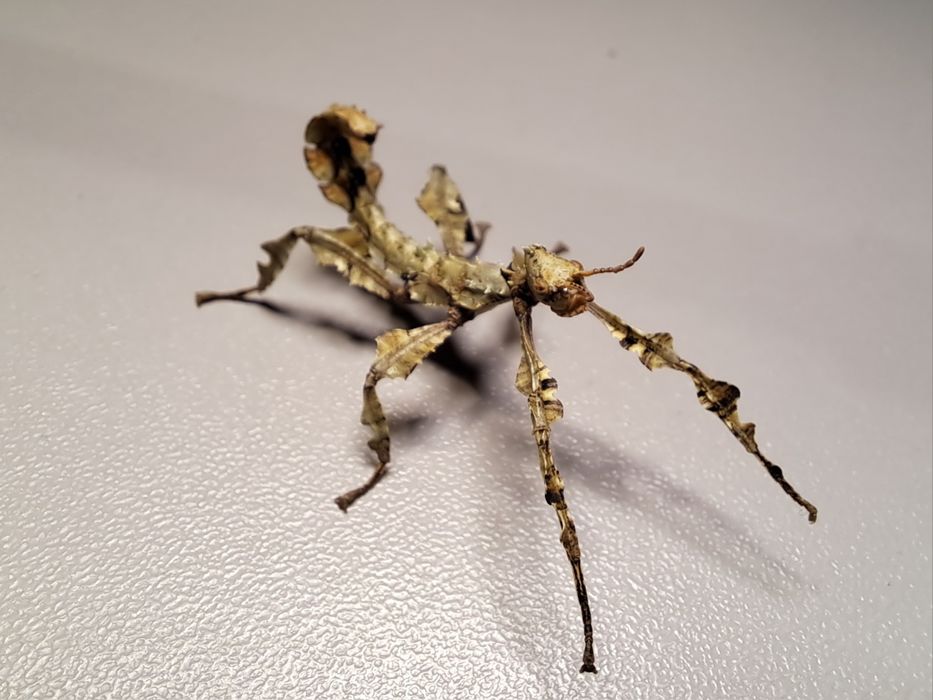 Straszyk australijski / Extatosoma tiaratum