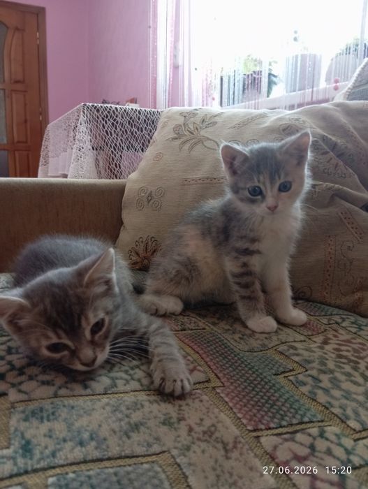 Кошенята у добрі руки.Дівчатка