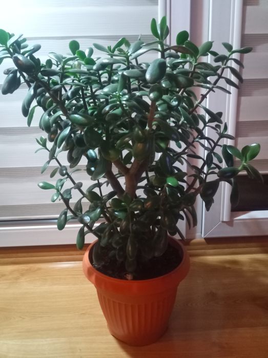 Drzewko szczęścia piękny grubosz