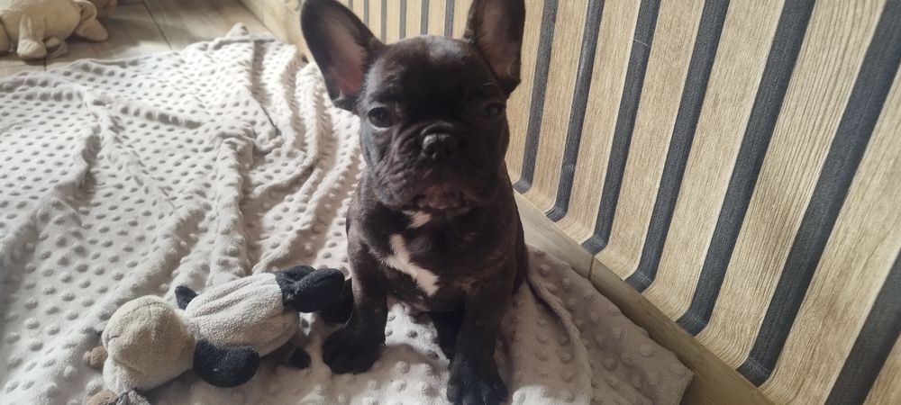 Szczeniak Buldog francuski