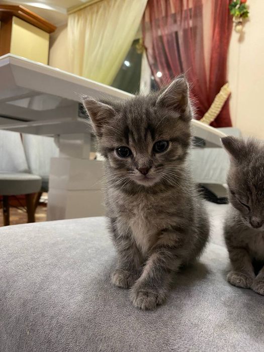 Кошенята в добрі руки