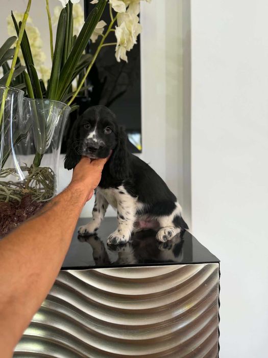 Cocker Spaniel Inglês MACHO  BRANCO E PRETO com LOP e AFIXO