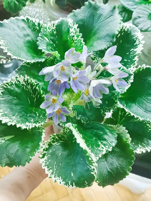 Пропоную свіжо зрізані листочки сортових фіалок з фото та інші сорти.