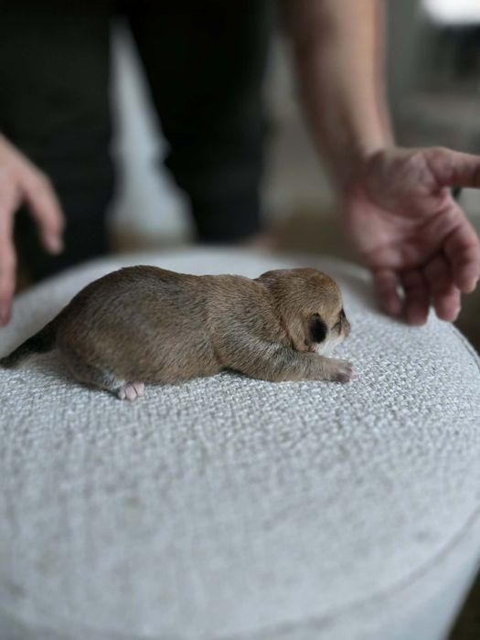 *Abigeil* Sunia chihuahua xs