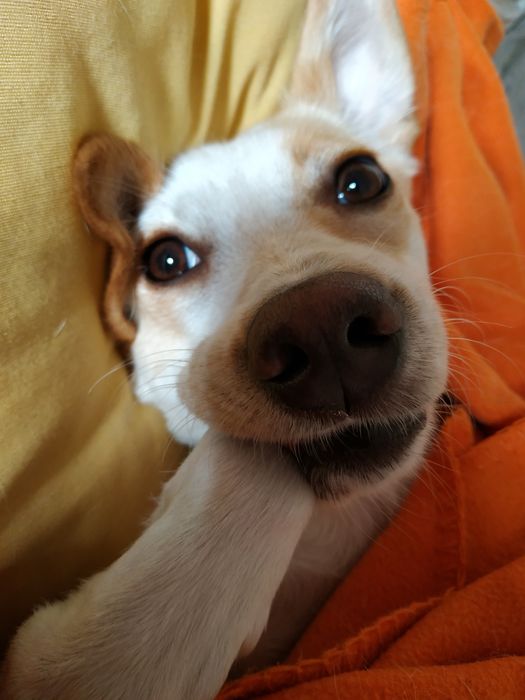 Cadelinha para adoção