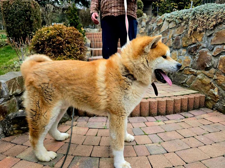 Akita Inu Japońska Piesek