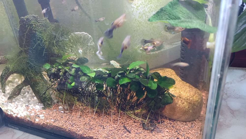 Guppys diversos tamanhos - machos e femeas