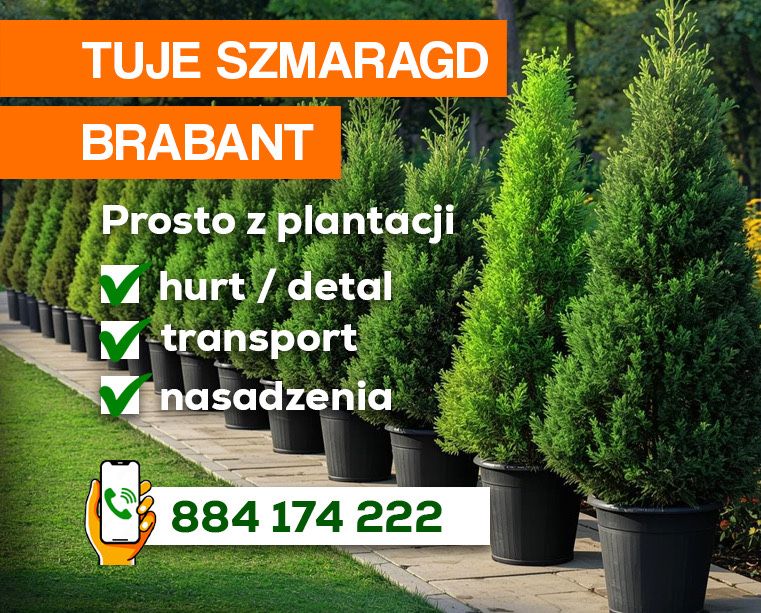 Tuja Thuja Tuje Szmaragd i Brabant – producent Dostawa i nasadzenia